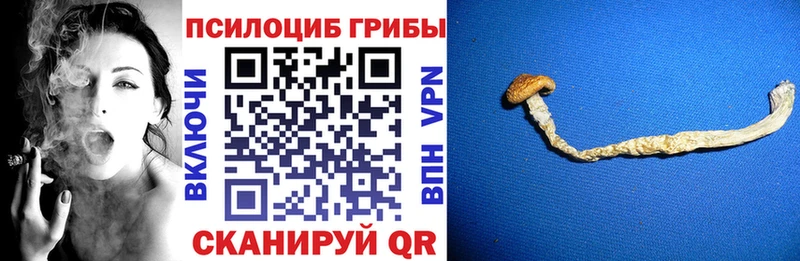 купить наркоту  Исилькуль  Псилоцибиновые грибы GOLDEN TEACHER 